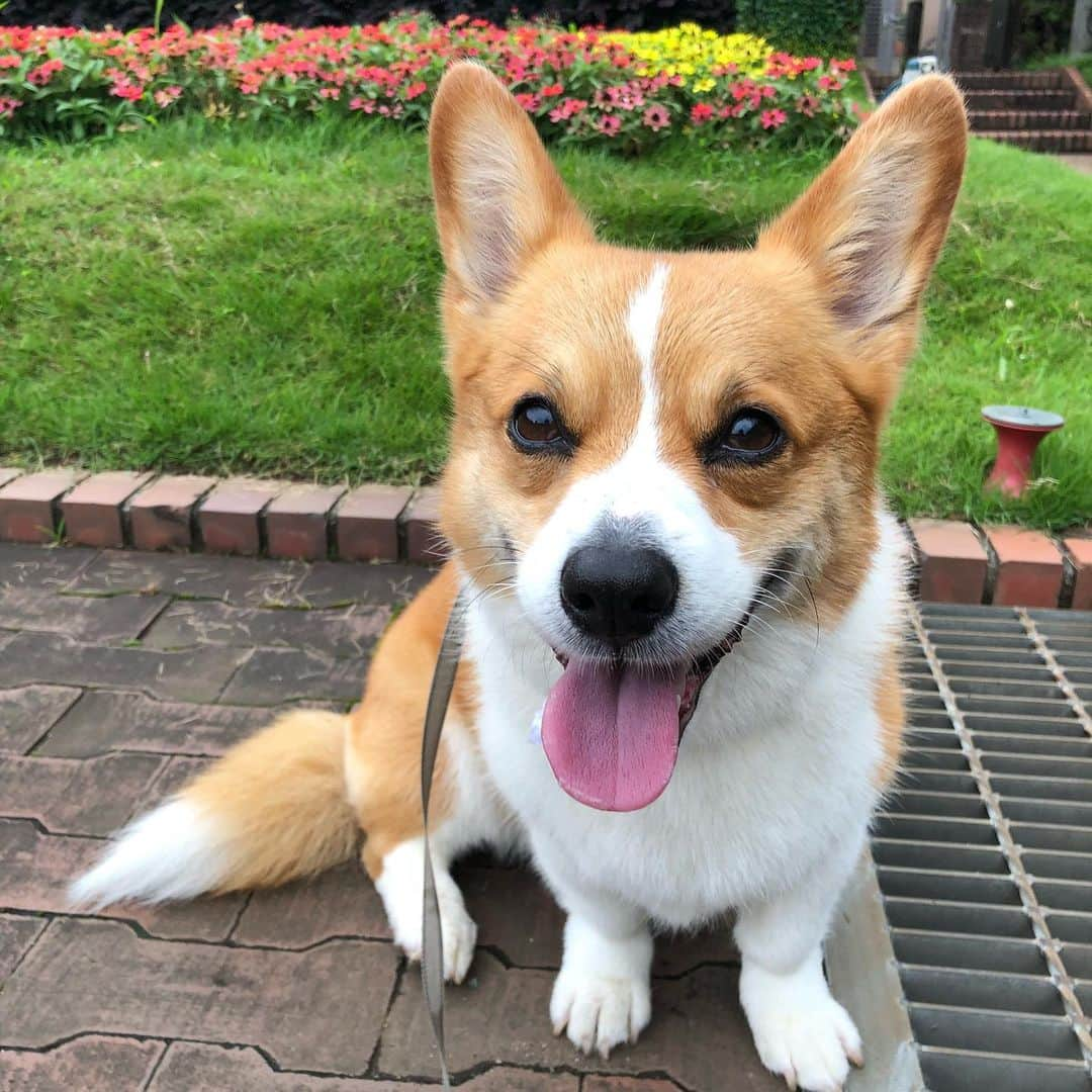 IMALUさんのインスタグラム写真 - (IMALUInstagram)「☁️ #corgi #コーギー」7月14日 19時40分 - imalu_0919