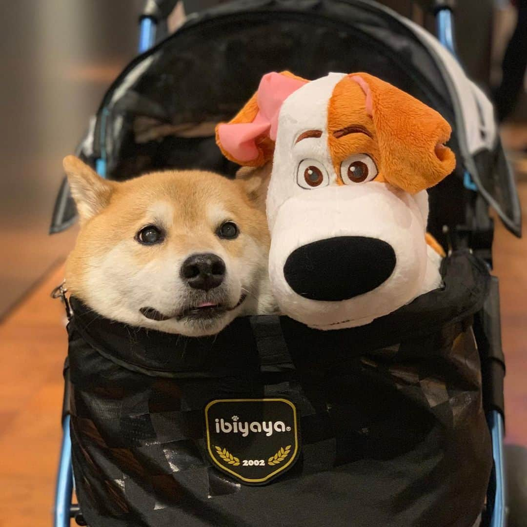 まる（まるたろう）さんのインスタグラム写真 - (まる（まるたろう）Instagram)「Max and Maru✨🐶🐶✨マックス君とお出かけしてきたんだ〜 #顔ピタ #仲良し #みんなチラ見していく #マックス君目立つしね #映画ペット2  #まるも出演してるよ #ポスター役というレアな出演  #絶対観てね #取柴役宣伝隊長 @petmoviejp  @secretlifeofpets」7月14日 20時01分 - marutaro