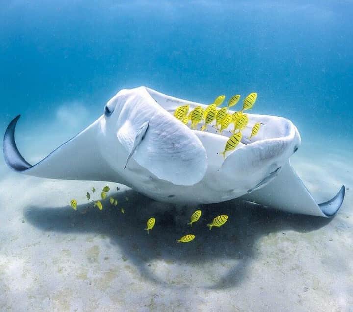 Australiaさんのインスタグラム写真 - (AustraliaInstagram)「Did you know that manta rays sometimes shoot fish out of their mouths? 😜 Don't worry, we're just kidding. @samlawrencephoto from @oceancollectivemedia spotted this #CoralBay local swimming with its entourage of golden trevally while on tour with @ningaloocoralbayboats in @westernaustralia. #Mantarays hang out all year round in this part of @australiascoralcoast, and they’re very safe to swim, snorkel and dive with. Book a ‘swim with manta ray tour’ to get up close to these graceful creatures in #NingalooReef’s crystal clear water; they might even show off some acrobatic skills for you.  #seeaustralia #justanotherdayinwa #australiascoralcoast #wildlifephotography #underwaterphotography」7月14日 20時00分 - australia