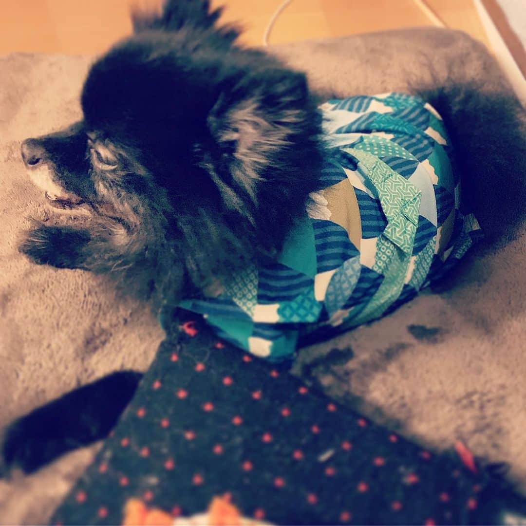 のインスタグラム：「浴衣を着るじじい。 #sheesha #blackpomeranian #犬のいる暮らし #本当は女の子」