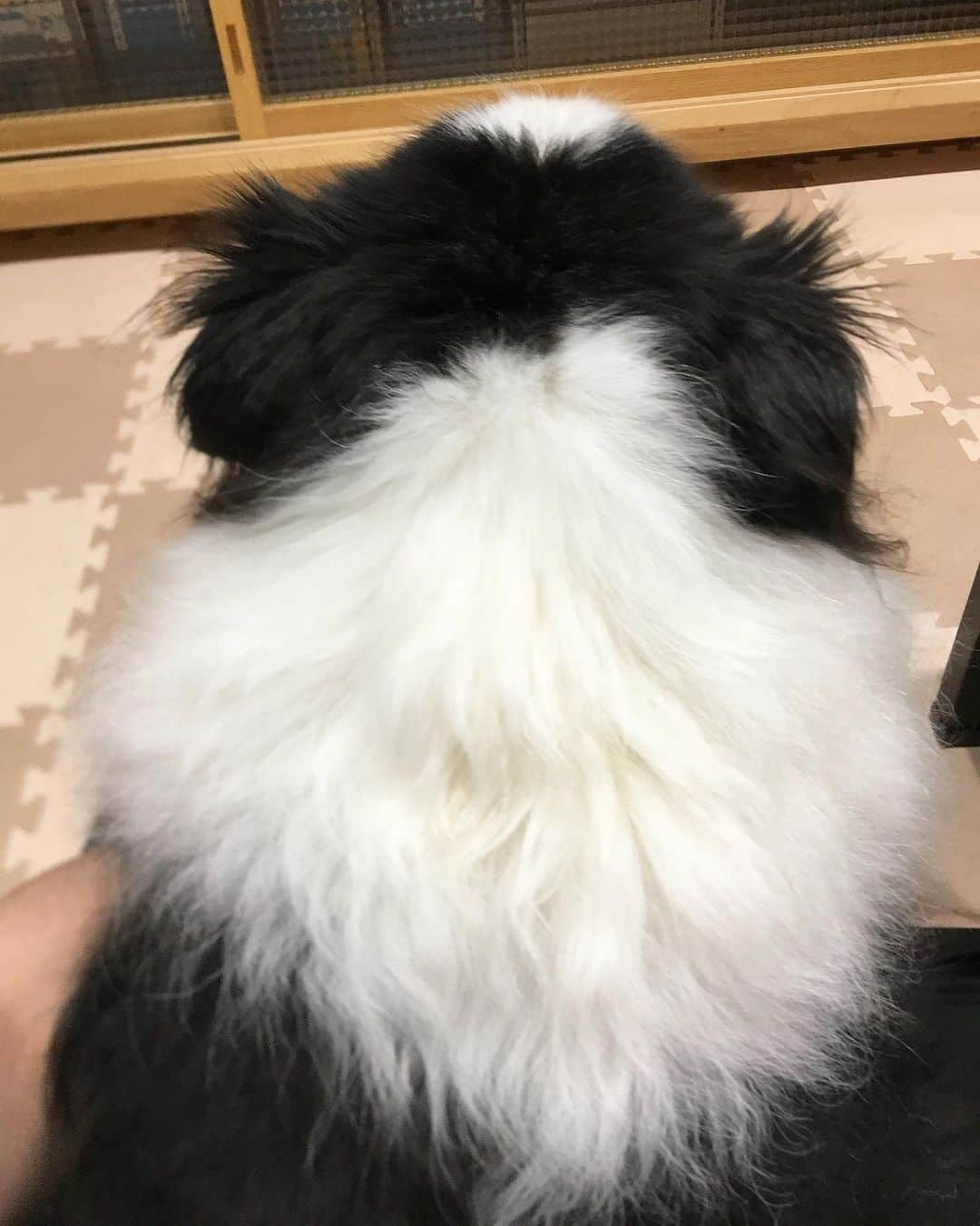 犬バカ部宣伝部長さんのインスタグラム写真 - (犬バカ部宣伝部長Instagram)「ぬいぐるみ抱っこしながら🧸﻿ 一緒にテレビ見てんの🐼﻿ ﻿ そらの写真っていっぱいあるけど、自分と一緒にってそんなに無いのよね😅﻿ ﻿ ①前から撮影②後ろから撮影😊💕🐼﻿ ﻿ #犬バカ部﻿ #bordercollie﻿ #ボーダーコリー ﻿ #激レア飼い主登場」7月14日 20時06分 - umetaturou