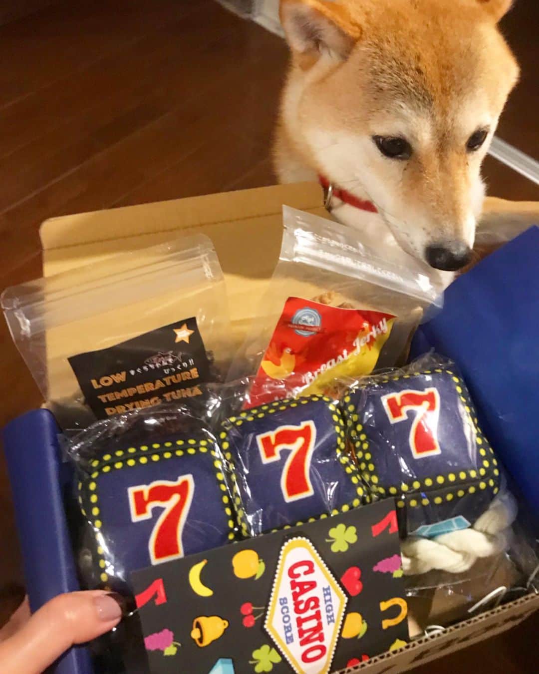 柴犬ハル&保護犬すずさんのインスタグラム写真 - (柴犬ハル&保護犬すずInstagram)「🎁 . 「おかーしゃーんー！ 今月のオモチャとお菓子を 見せてください〜〜！」 . @doggybox_jp の今月のオモチャとお菓子が届きました🎁 . スロットゲームのオモチャと、 たくさんのジャーキーが入っていました🥩 . 箱の大きさ見たら、 すぐハルすずのだって気づくみたいで、飛びかかってくるよ❤️ . #ドギーボックス #doggybox #あれなんだかすずに濃い眉毛生えてる #ということはハルもそろそろ生える頃 . #柴犬#柴#kagoshima#dog#puppy#shibainu#shibastagram#いぬバカ部#family#鹿児島#赤柴#雑種#天文館#日本犬#保護犬を家族に#保護犬#元保護犬#家族#ボキボ」7月14日 20時14分 - haruharu040777