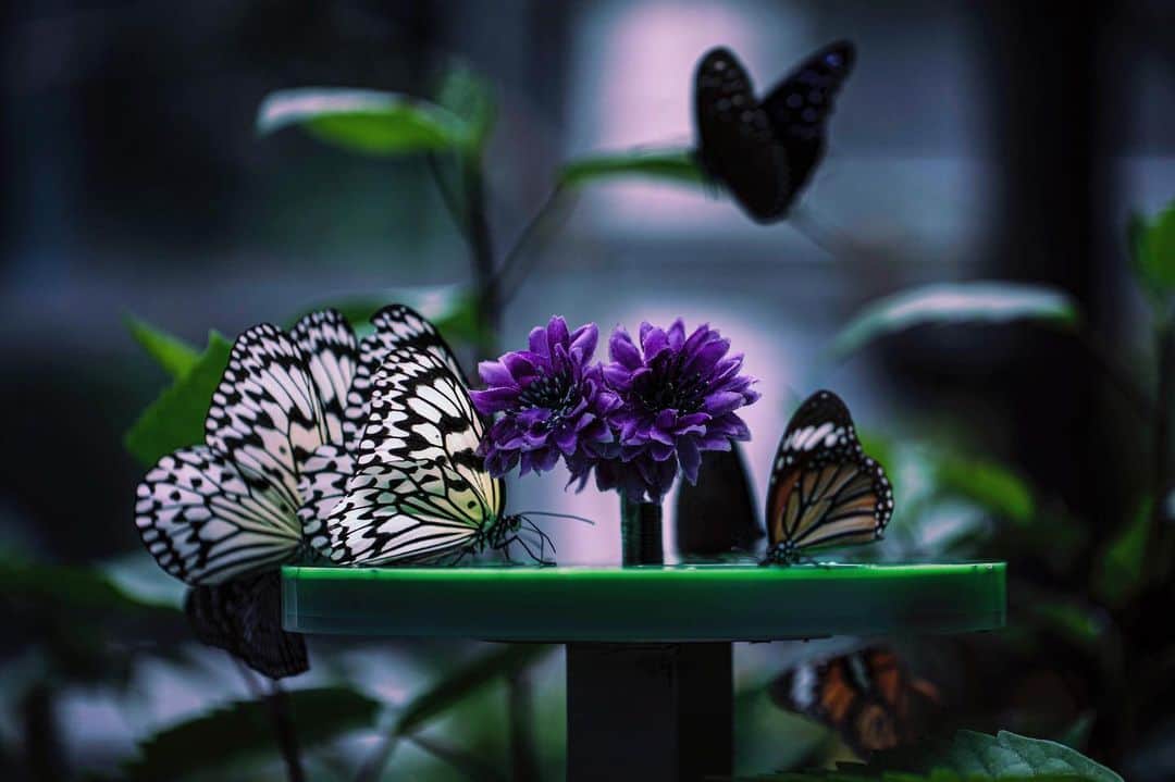 kyoko_zzzのインスタグラム：「🦋 Mysterious dinner party 🦋」
