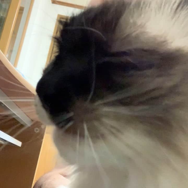 takegaeruのインスタグラム：「いくつになっても甘えん坊ちゃん😊 #cat #猫 #ragdoll #ラグドール #ホワイトポッチーズ」