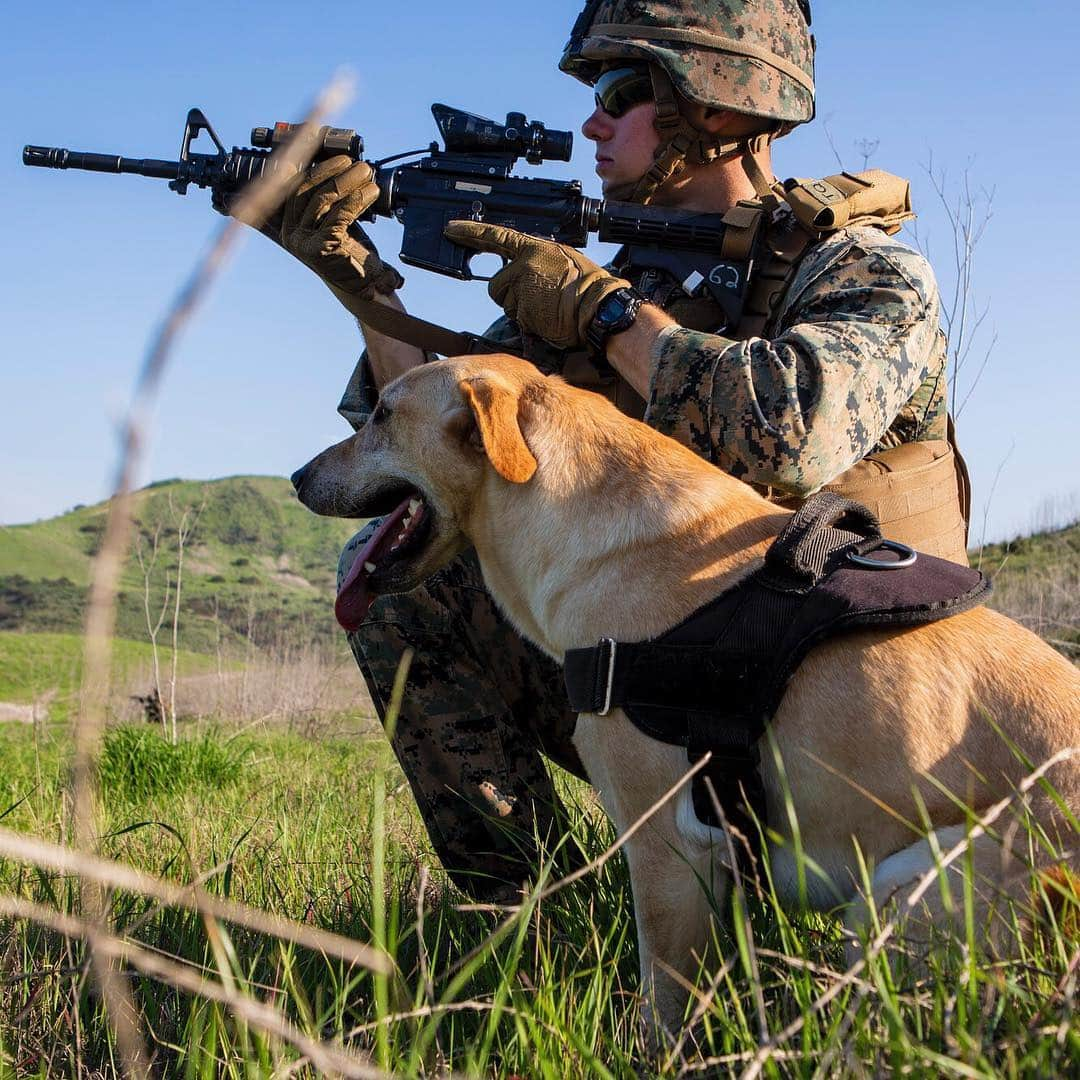 アメリカ海兵隊さんのインスタグラム写真 - (アメリカ海兵隊Instagram)「Benny and the Jets  Lance Cpl. Matthew Begtzos, a military working dog handler assigned to 1st Law Enforcement Battalion, and his explosive detection dog, Benny, provide security during a battalion command post exercise @mcb_camp_pendleton, California. (U.S. Marine Corps photo by Lance Cpl. Brendan Mullin)  #Doggo #Pupper #Dog #Marines #WorkingDog #USMC #Military」7月14日 20時47分 - marines