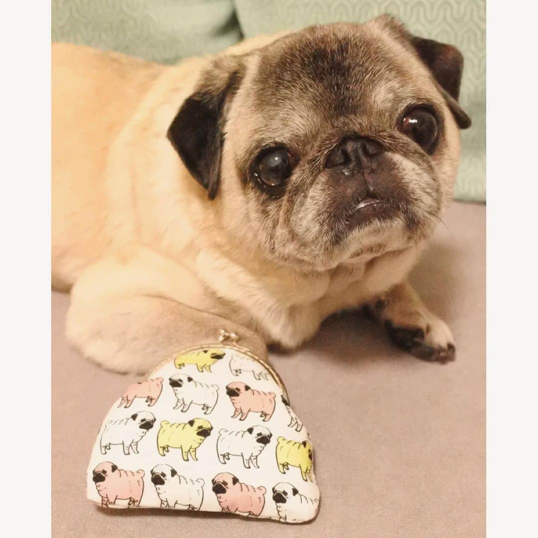 八兵衛のインスタグラム：「So cute😍✨✨ * * @hanachobiko.m さんの がま口ポーチが 届いたよ〜❣️ * * かわいい😆💕 柔らかいポーチ、 中に綿が入っている タイプ大好きなんです💖 * * 以前到着した コーヒー缶も 写真撮っていないのですが💦 愛用させていただいてます☺️ * * どうもありがとうございました🙏❤️ * * #ほぼ黒パグ #おじいちゃん犬 #パグ #pug #puggy #puglife #puglove #petstagram #pugstagram #pugsofinstagram #pugs #dog #ふわもこ部  @igersjp #IGersJP #east_dog_japan #pecoイヌ部 #八兵衛 #はちべえ #朝ワンコ夕ニャンコ」
