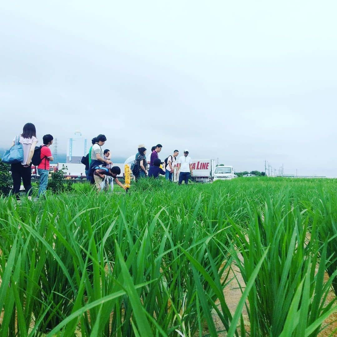 宮田麺児さんのインスタグラム写真 - (宮田麺児Instagram)「奇跡的に雨がやんだ！！ 田んぼの様子をみに行くリターン決行！ 農家さんから 田んぼの話を聞いて 田んぼも生きている 微生物が育ててる事が分かった！ 帰りは皆で鯖ラーメン！！ 最高の一日！  #稲#ヒエ#稗#稲の偽物ひえ#山田錦#田んぼ」7月14日 21時12分 - miyatamenji