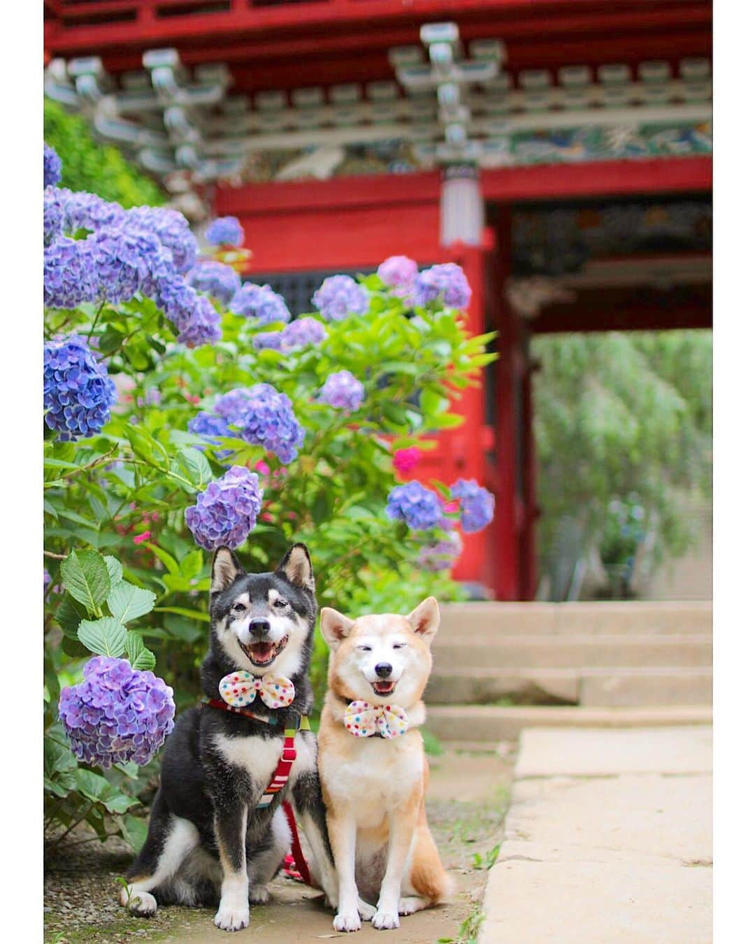 柴犬 けんしろう ゆりあのインスタグラム