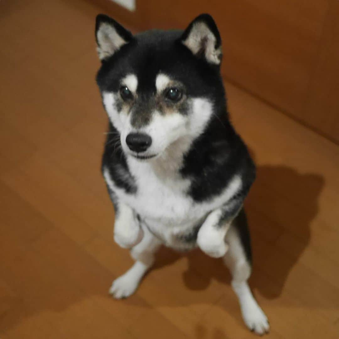 くろさんのインスタグラム写真 - (くろInstagram)「#目線の先にはおやつ #二足歩行犬 #kuroshiba #blackshiba #shibainu #shibastagram #instadog #dogstagram #柴犬 #黒柴 #黑柴 #日本犬 #和犬 #シニア犬 #癒し犬 #いぬら部 #ふわもこ部 #柴犬部 #モフモフ生命体 #柴犬のいる暮らし #わんこのいる暮らし #わんこのいる生活 #わんこと一緒 #わんダフォ #わんだふるjapan」7月14日 21時17分 - m6bmw