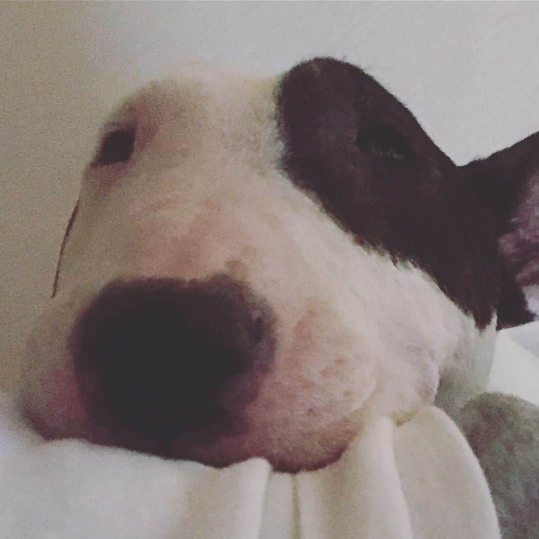のインスタグラム：「#minituru#bull#terrier#minibullterrier#miniturubullterrier#dog#dogstagram#cute#qtaro#love#family#ミニチュア#ブルテリア#ミニチュアブルテリア#Q太郎」
