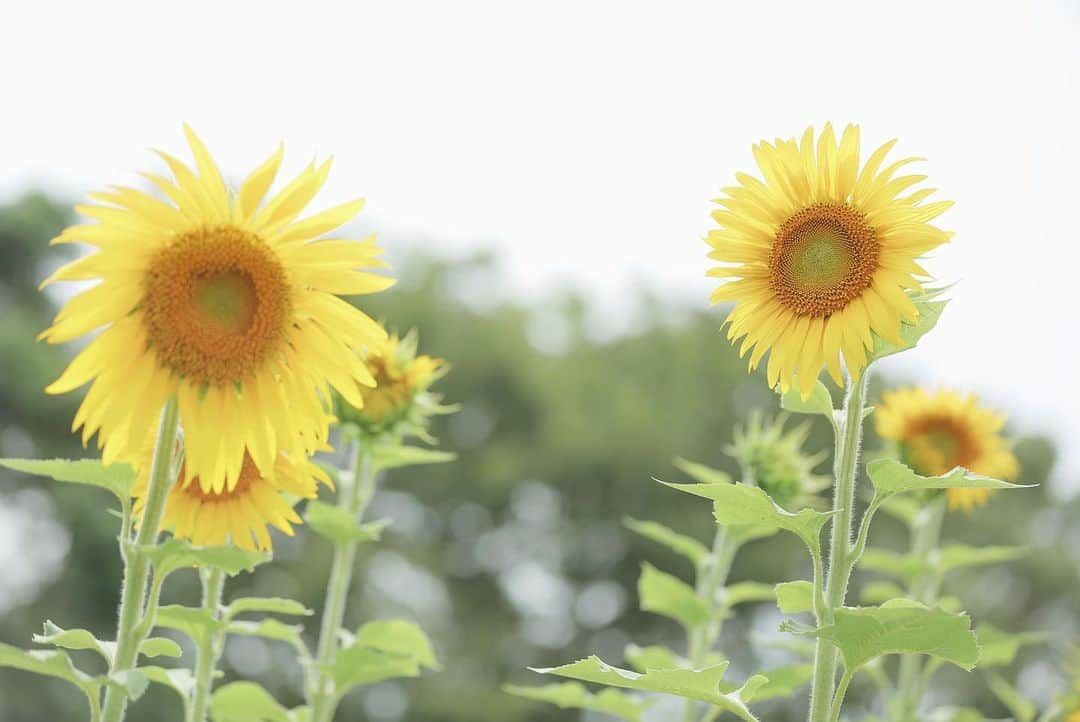 studioTVB梅田店さんのインスタグラム写真 - (studioTVB梅田店Instagram)「・ ・ 夏！🌻 外は暑いですが、緑もお花もすごく綺麗でおススメです☺️ 8月に入る前にロケーション撮影に是非行きましょう！ ・ ・ photographer 日高優 @y.hidaka_tvb ・ ・ ・ photo plan 洋装ロケーション/ TVB梅田 ・ ・ ・ ・ ・ #weddingphoto#wifeandhusband#cherish_photo_days #dress #weddingdress #locationphotography  #bridal  #洋装前撮り #洋装前撮りロケーション #ウェディングドレス #婚礼前撮り #good_portraits_world #bestjapanpics#team_jp_#indies_gram#cherish_photo_days #portrait#全国のプレ花嫁さんと繋がりたい#ファインダー越しの私の世界 #スタジオ#結婚写真#フォトウェディング#ウェディングドレス#前撮り#ヘアメイク#ウェディングソムリエアンバサダー #ウェディングニュース#marry花嫁#プレ花嫁#卒花嫁#ブライダル」7月14日 21時44分 - studiotvb_umeda