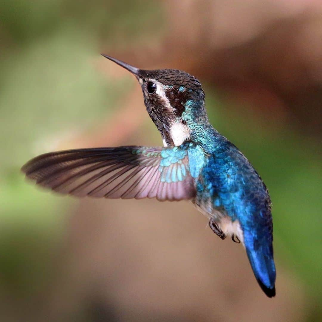 アメリカ自然史博物館さんのインスタグラム写真 - (アメリカ自然史博物館Instagram)「Did you know that the Bee Hummingbird (Mellisuga helenae) is the smallest bird in the world? Native to Cuba, the bird is so small that it’s often confused for a bee—hence, its common name! On average the tiny critter grows to be about 2.29 inches (5.82 centimeters) long, weighs .08 ounces (2.28 grams), and has a wingspan of 1.28 inches (3.25 centimeters). It feeds on nectar, as well as on insects and spiders that it might come across while poking through flowers with its uniquely-shaped bill.  Photo: Charles J. Sharp」7月14日 21時45分 - amnh