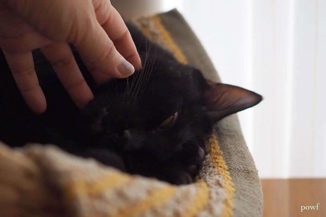 anemone_69のインスタグラム：「. #ハカセとキョウジュ #blackcat #黒猫 #cat #猫 #保護猫 . . .」