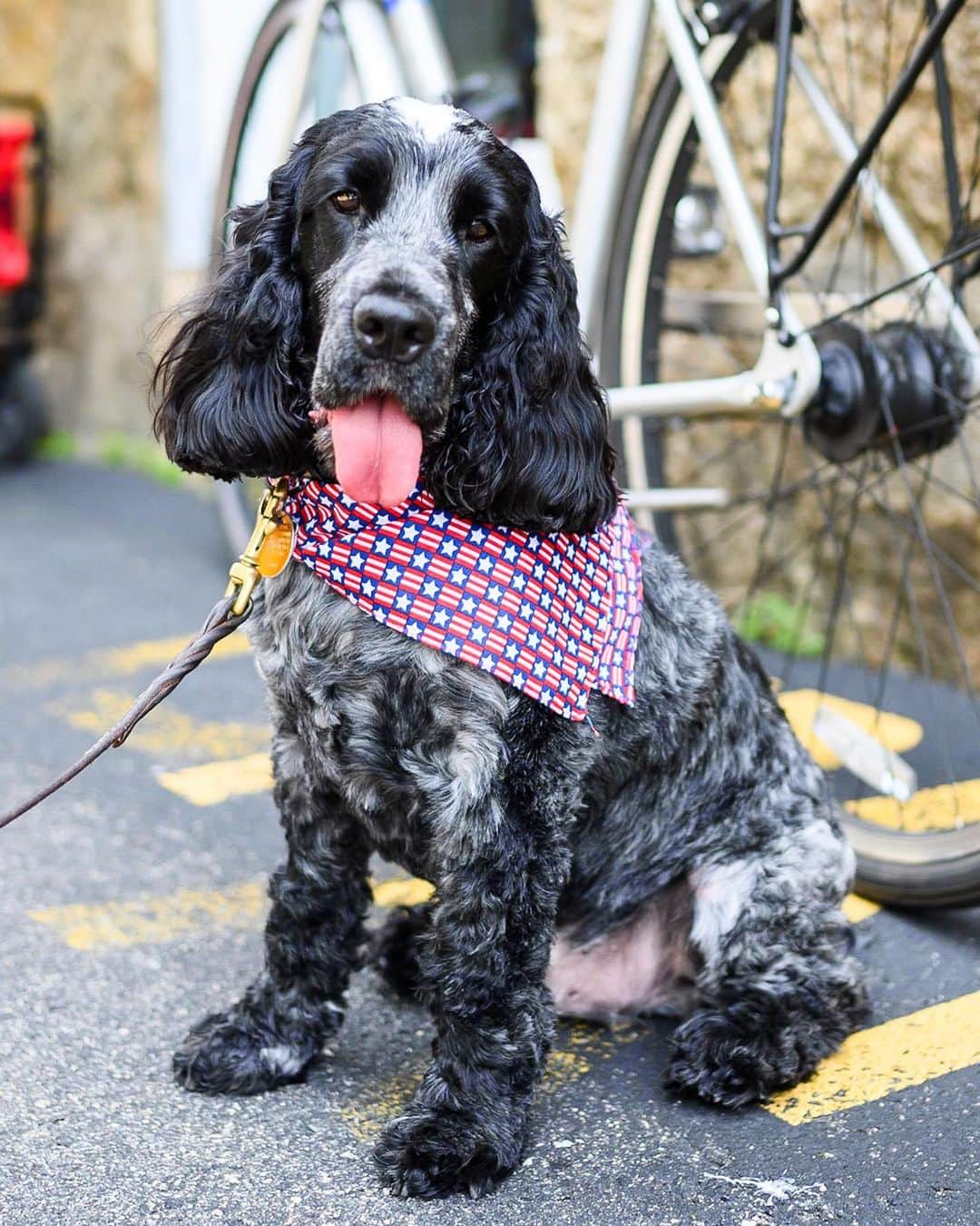 The Dogistさんのインスタグラム写真 - (The DogistInstagram)「Caper, English Cocker Spaniel (2 y/o), Water Street, Woods Hole, MA • “He’s afraid of strollers.”」7月14日 22時01分 - thedogist