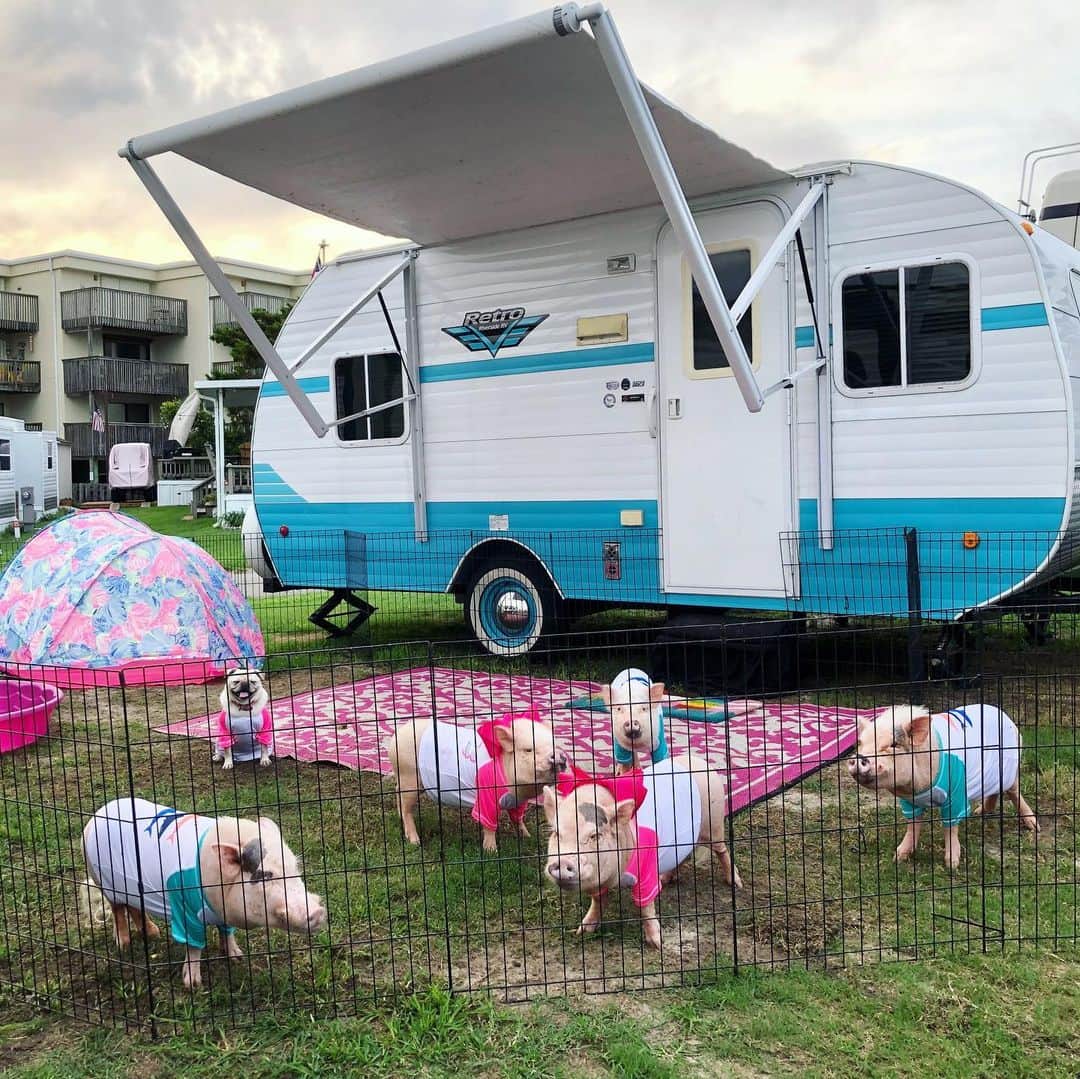 Priscilla and Poppletonさんのインスタグラム写真 - (Priscilla and PoppletonInstagram)「HAPPY CAMPERS! We made it to North Carolina and woke up to the sound of the ocean. Guys, Pop brought us to an oceanfront campground, and we are just a short piggy walk to the beach. We are getting ready to head to @saltyairopenmarket for our meet and greet from 10-12, but we can’t wait to get our hooves in the sand later. ThOINKs @htpresort for having us this week. Can’t wait to see some of y’all soon.🐷🏖#emeraldisle #northcarolina #happycampers #Pigtailthepug #PiggyPenn #PoseyandPink #PrissyandPop」7月14日 22時08分 - prissy_pig