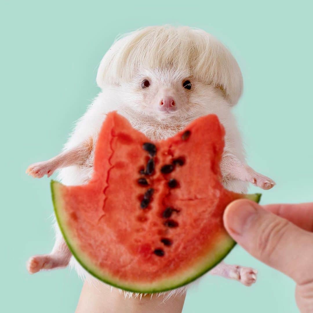 ダーシーさんのインスタグラム写真 - (ダーシーInstagram)「Water melon dress🦔🍉👗✨ ・ ・ ・ 一度やってみたかったやつ🍉✨」7月14日 22時16分 - darcytheflyinghedgehog