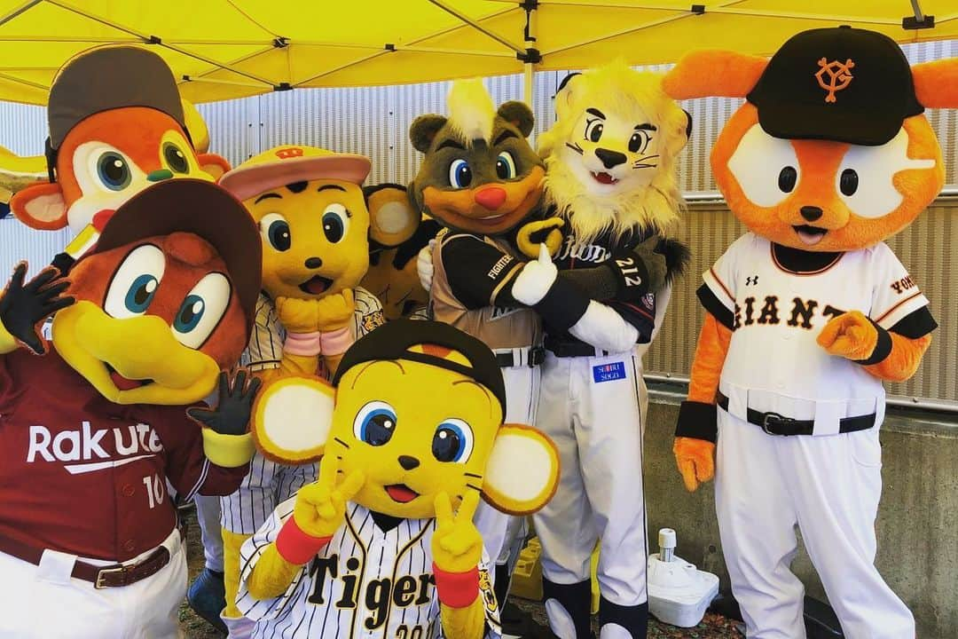 北海道日本ハムファイターズ フレップさんのインスタグラム写真 - (北海道日本ハムファイターズ フレップInstagram)「もう二度と立つことはないと思ってた、オールスターの舞台。 ホントは今シーズン一番頑張ってくれてるポリーをご褒美で行かせてあげたかったけど、既にスケジュールが入ってたんで僕が行かせてもらいました。 今回はプレッシャーは捨てて純粋に楽しみたかったけど、終わってみるとやっぱり、ちゃんと爪痕残せたのかなぁ…って気になっちゃうんだよね😅 ・ 12球団マスコット達みんなが、自分の才能をいろんな形で仕掛けてくるオールスター。 その中で僕は、一体何で勝負出来るんだろう？ 誰かのマネじゃない、僕だけのアピールポイントって何だろう…？ そんなことを毎回考えながら、僕はこれまでオールスターに臨んでました。 ・ 「代打B☆B」も、（たぶん）これで最終回。 オールスターじゃなくても、僕がこれから自分のフィールドで考えていくべきことは、ずっと変わらないんだろうな…って思っています。 ・ by B☆B 🐻 ⚾️ 🐻 ⭐︎ 🐻 #lovefighters #驀進 #飛び出せ新時代 #栗山英樹 #宮西尚生 #有原航平 #西川遥輝 #近藤健介 #銀次 #三田部晏奈 #小山ゆうき #代打B☆B #BB212 #クラッチ #レオ #マーくん #バファローブル #ハリーホーク #ジャビット #つば九郎 #スターマン #ドアラ #トラッキー #ラッキー #キー太 #スラィリー #たまべヱ #マスコット達のヒマつぶし風景 #動画はマーくんのtwitterも見てね ！」7月14日 22時32分 - frep_the_fox