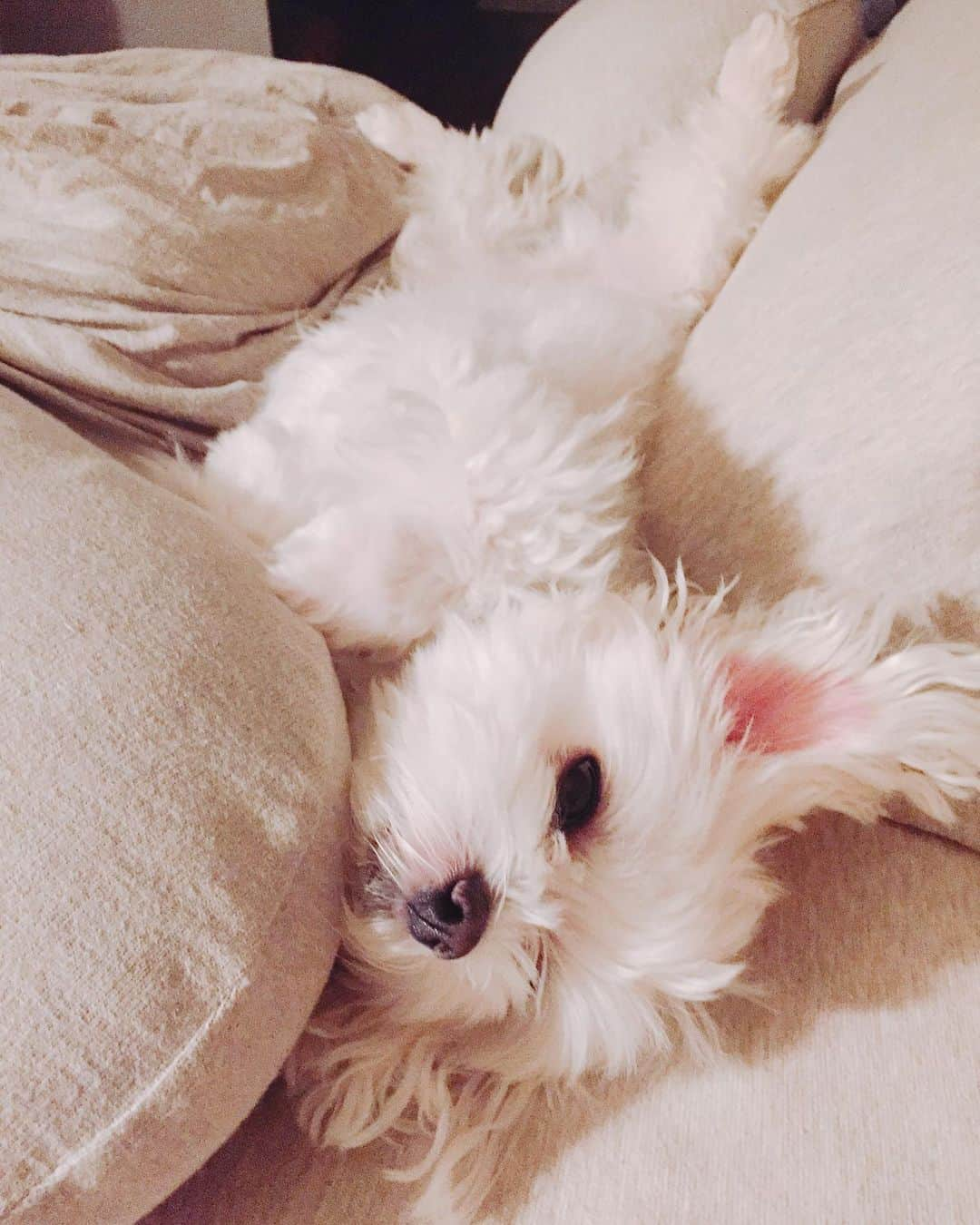 ソン・ハユンのインスタグラム：「콩이도 잘 준비 끝🐶 #잘자요」