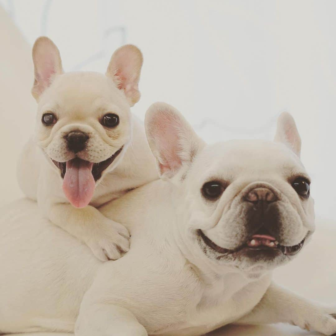 Ham-chanさんのインスタグラム写真 - (Ham-chanInstagram)「#frenchbulldog #frenchie #hamham #hamchan #フレンチブルドッグ #フレブル #はむちゃん #はむはむ #今日はうちの子記念日  7年前、面倒くさいけど楽しい日々が始まりました。長生きしてね！😊🐶✨」7月14日 22時35分 - hide_ham_tank