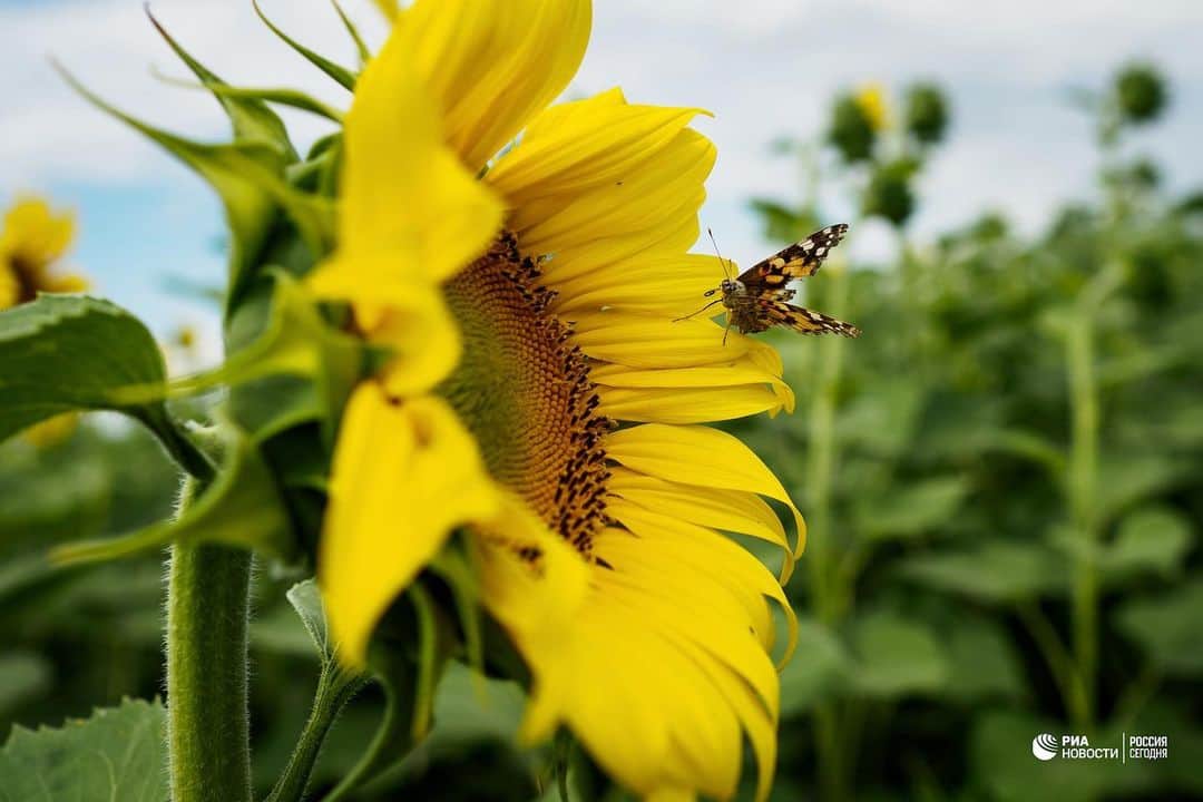 RIAノーボスチさんのインスタグラム写真 - (RIAノーボスチInstagram)「В Краснодарском крае началось цветение подсолнечника. Бескрайние желтые поля - в нашей фотоленте.」7月14日 22時49分 - ria_novosti