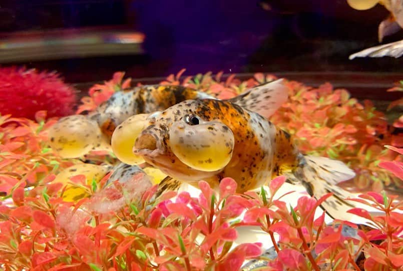 尾上彩さんのインスタグラム写真 - (尾上彩Instagram)「🌟🐟ART AQUARIUM🐠🌟 ・ 🌟🐟アートアクアリウム🐠🌟 色んな種類の金魚たくさん！ とってもきれいだった〜😌💓」7月14日 23時07分 - aya_onoe