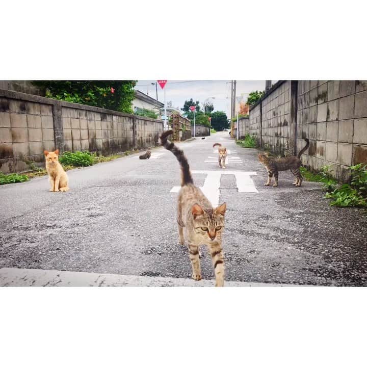 加藤侑紀のインスタグラム：「ふり向いたら天国だった❤ おかげで海入る時間全然なくなっちゃった😩 ・ 轉頭發現好多寶貝❤️ 都是他們，我沒時間去泡海了～😩 ・ ・ #ねこ #貓咪 #猫島 #天国 #寶貝們 #kittycat #cat #野貓 #野良猫 #癒し #療癒 #🐱 #島散歩」