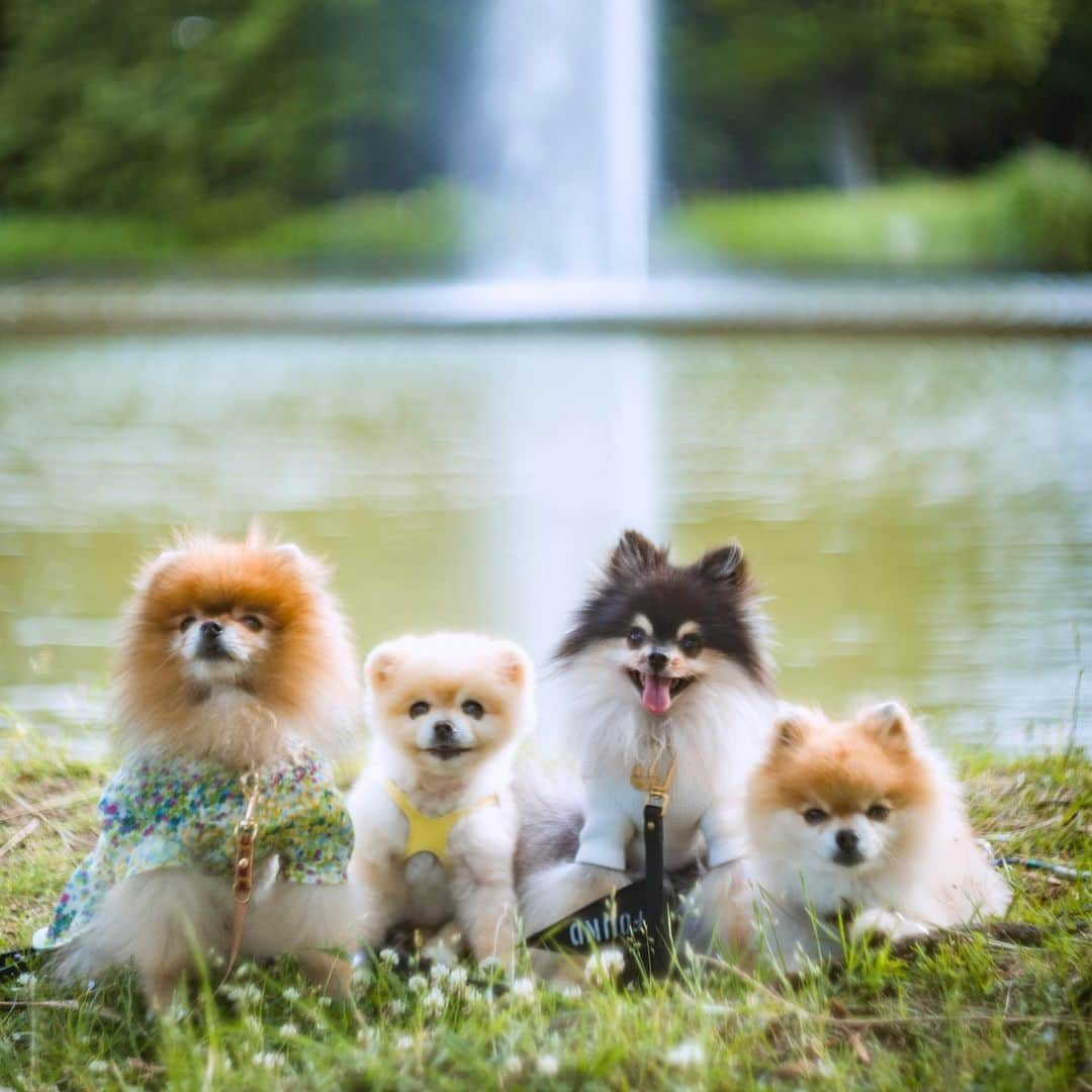 ポテチンさんのインスタグラム写真 - (ポテチンInstagram)「Memories of the walk in the Yoyogi park.」7月14日 23時25分 - pom.potechin