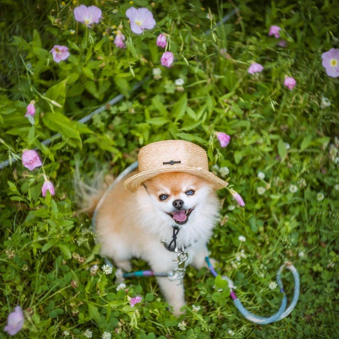 ポテチンさんのインスタグラム写真 - (ポテチンInstagram)「Memories of the walk in the Yoyogi park.」7月14日 23時25分 - pom.potechin