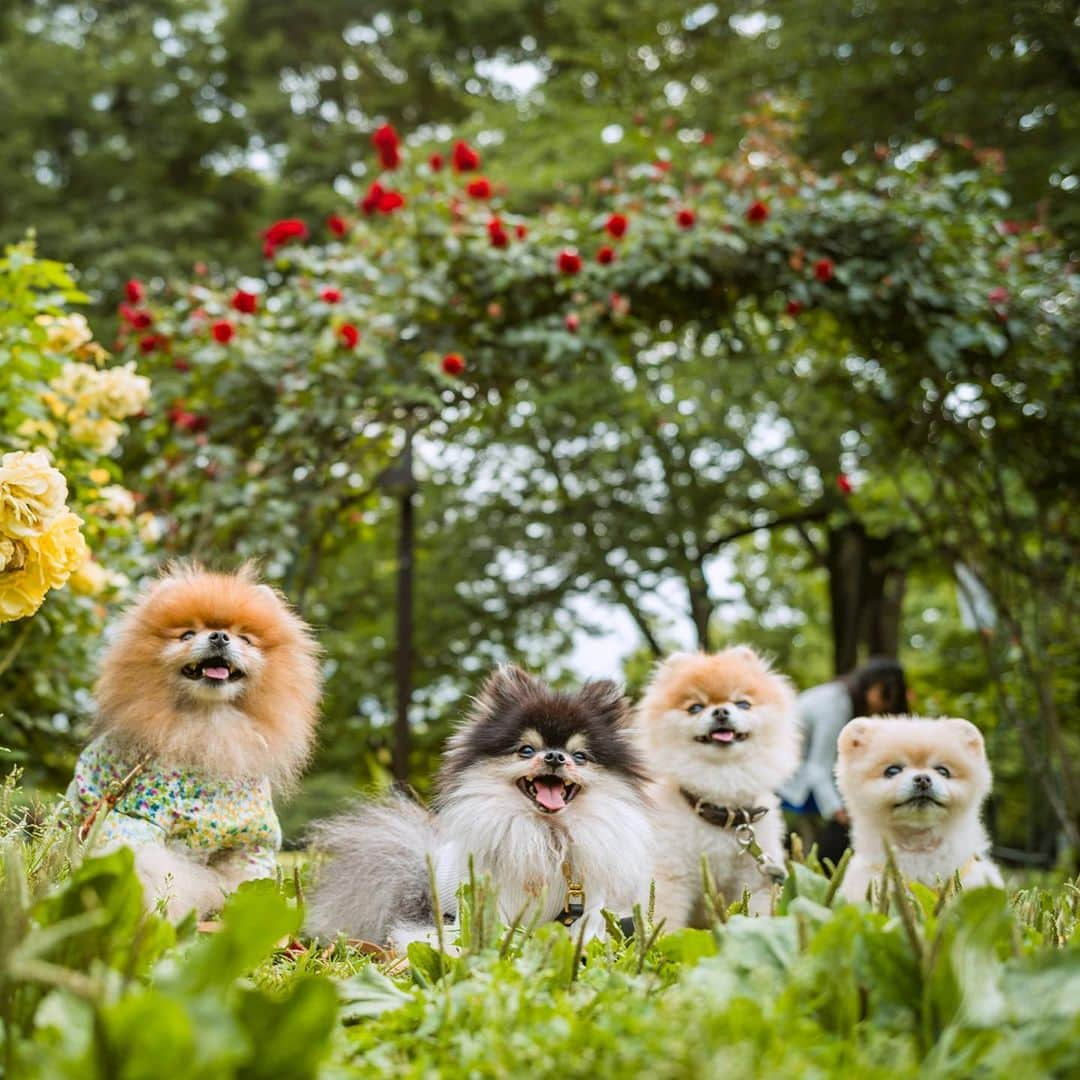 ポテチンさんのインスタグラム写真 - (ポテチンInstagram)「Memories of the walk in the Yoyogi park.」7月14日 23時25分 - pom.potechin