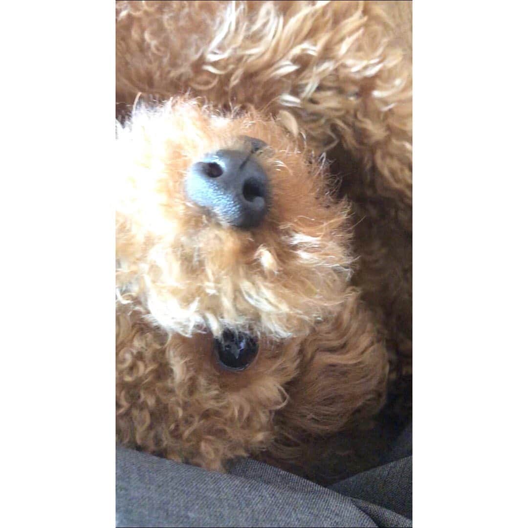 のインスタグラム：「甘えルーク #トイプー #犬好き #ピーナツ犬 #割とアホ」