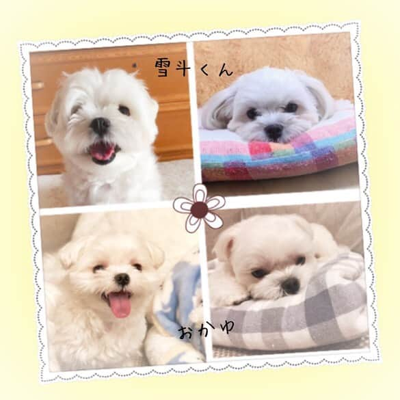 おかゆ & おもちさんのインスタグラム写真 - (おかゆ & おもちInstagram)「🐶💓🐶..・.✨ . . またまた、おかゆともっちに親戚さんが見つかりました🥰✨✨ . 6マルパパさん @6marupapa 、いつも探してくださってありがとうございます🙇🏻‍♀️💕 . . 1枚目は、 @kyoko__0408 さんちの うたくん💓 おかゆともっちの甥っ子ちゃんです🥰 . 2枚目は、 @manami073ueda さんちの 小白くん💓 おかゆともっちとは異母きょうだいです🥰 . 3枚目は、 @yukimaru_61 さんちの 雪斗くん💓 おかゆの親戚さんです🥰 . . スゴ〜〜く似てると思いませんか？😍DNAってスゴいね‼️✨ . いつか会えるといいなぁ〜🎵💕 . . . ❤︎ .  #maltese #malteseofinstagram #happydog #dogsmile #doglove #doglover #doglife #dogsofinstagram #dogstagram #instadog #lovedogs #ilovemydog #cutedog #dogoftheday #멍스타그램 #애견 #말티즈 . #okayusan #マルチーズ #マルチーズ好き #癒しわんこ #わんこ #愛犬 #大好き #いぬすた #わんこは家族 #マルチーズ普及委員会 #親戚探し #ありがとうございます #そっくり」7月15日 0時17分 - okayuchan0421