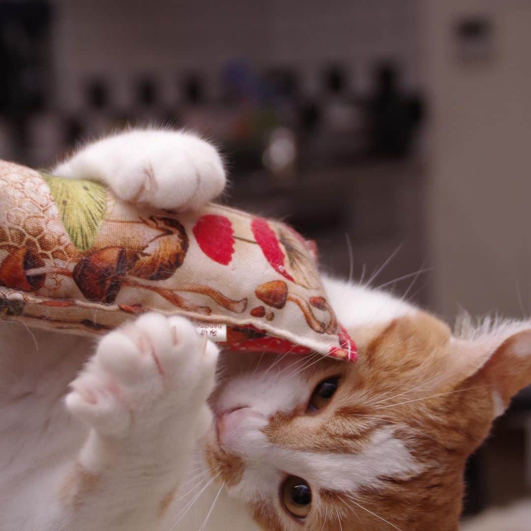 Kachimo Yoshimatsuさんのインスタグラム写真 - (Kachimo YoshimatsuInstagram)「ガシガシガシ！ #uchinonekora #oinari #neko #cat #catstagram #kachimo #猫 #ねこ #うちの猫ら http://kachimo.exblog.jp」7月15日 0時46分 - kachimo