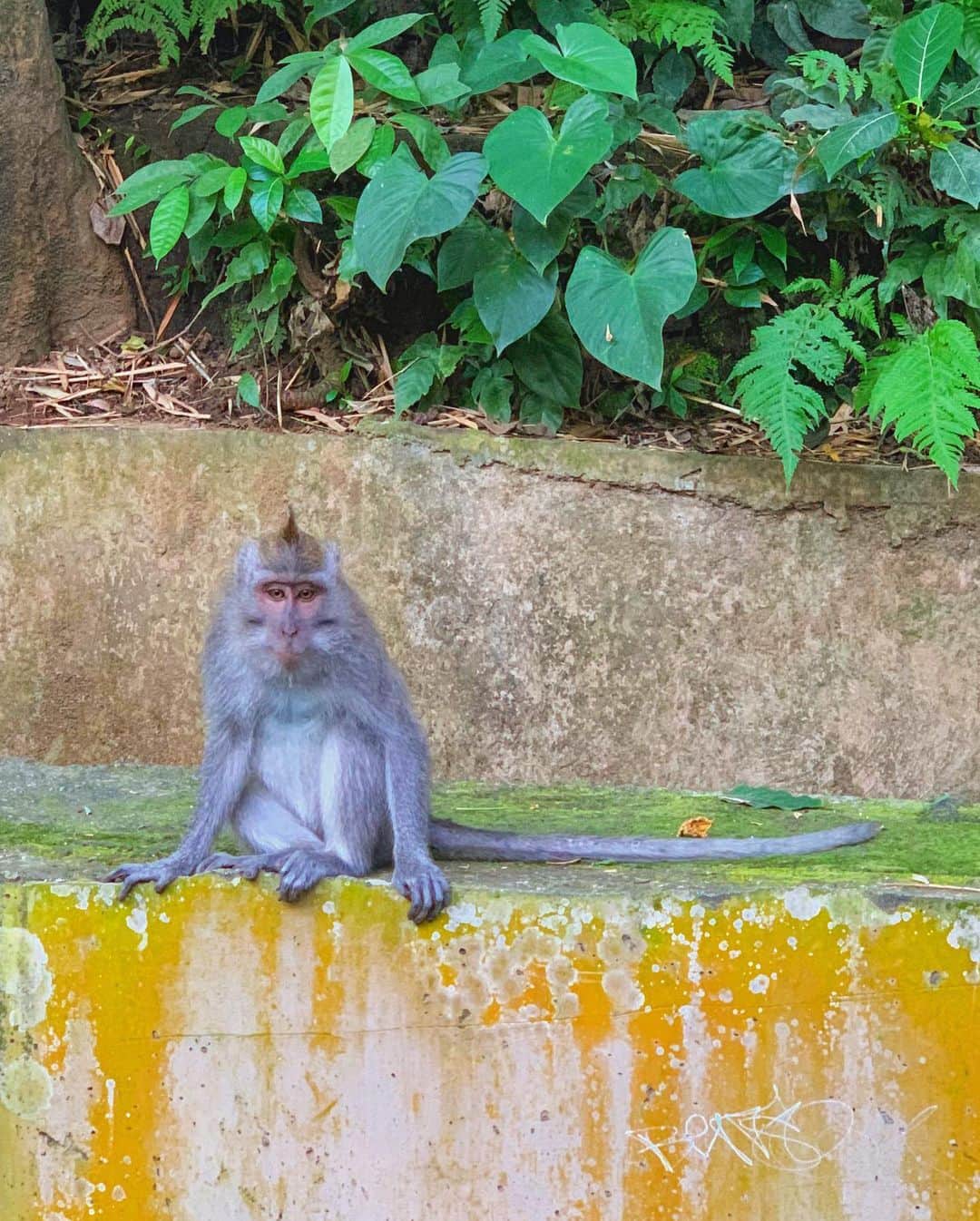 野崎萌香さんのインスタグラム写真 - (野崎萌香Instagram)「行ってみたかったmonkey Forest🙈🌳 . . .  こんな近くで 沢山の種類のお猿さんたちを 沢山見ることが出来て大興奮☺️❤️」7月15日 0時46分 - moeka_nozaki