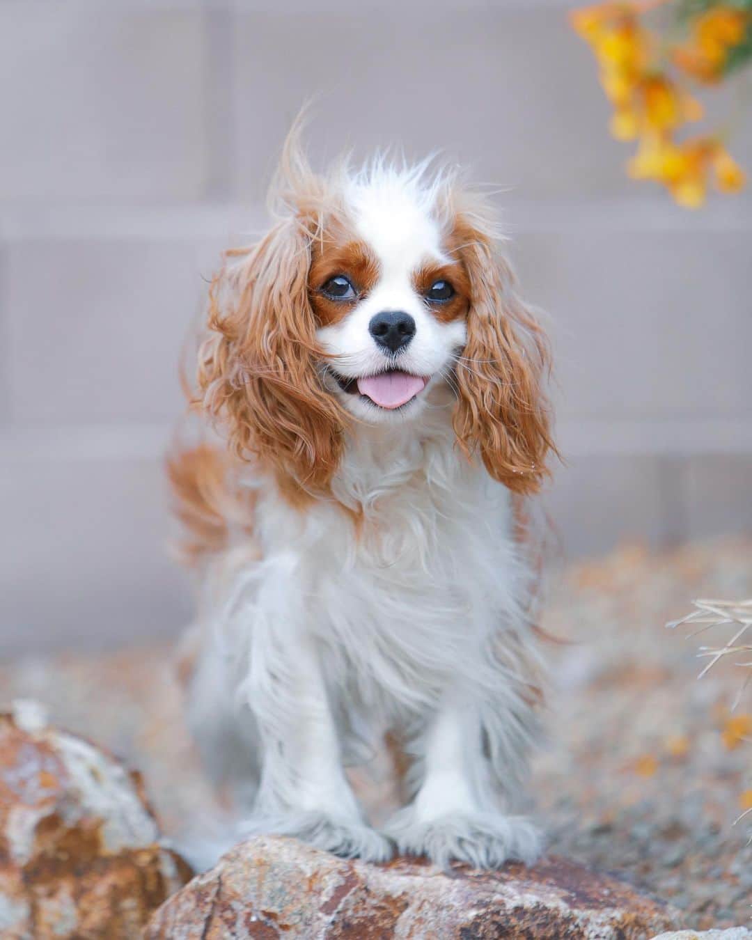 DogsOf Instagramのインスタグラム：「““When that Summer breeze hits you just right...🙂” writes @littlelunathecavalier  #dogsofinstagram」
