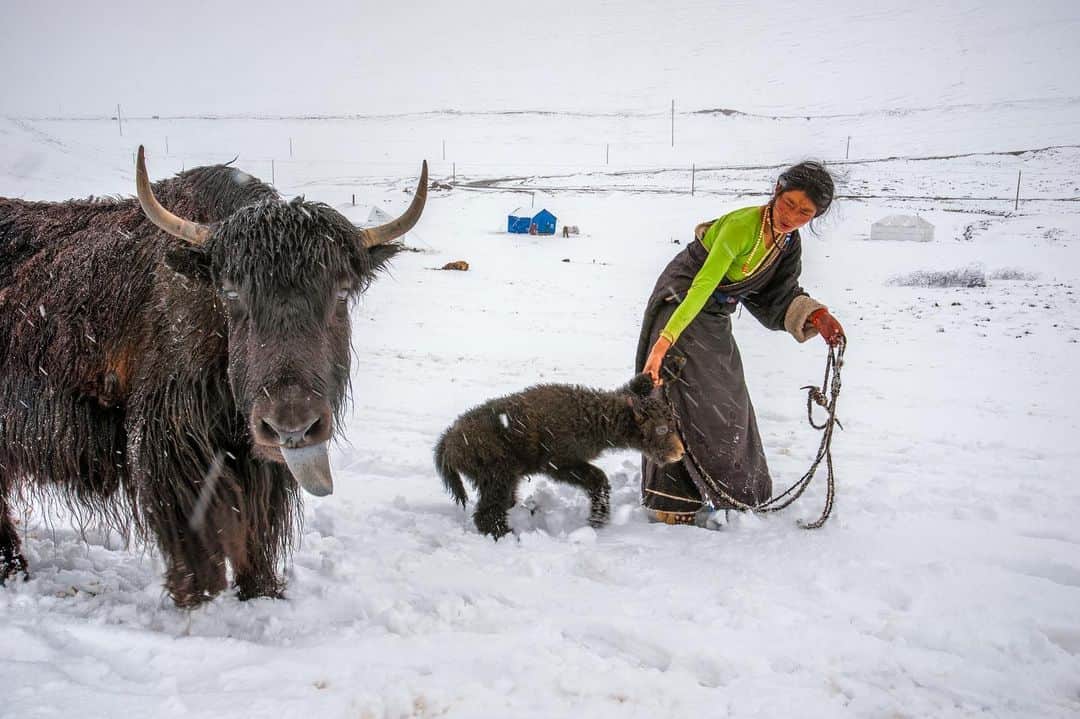 Michael Yamashitaさんのインスタグラム写真 - (Michael YamashitaInstagram)「Did you know that yaks have grey tongues?  Neither did I till I took this picture in a Tibetan nomad camp. This and many other of my photographs of Tibet will be on exhibit during the Songtsam Cultural Week at ZiWU in Shanghai. Please come for my talk tomorrow, Monday, 3pm at the Modern Art Academy.  #ShangriLa #Yunnan #ZiWu #photoexhibition @songtsam」7月15日 0時56分 - yamashitaphoto