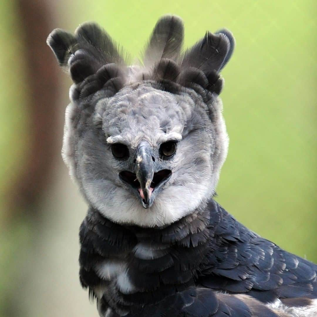 アニマルプラネットさんのインスタグラム写真 - (アニマルプラネットInstagram)「Named after the harpies of Greek mythology, BEHOLD the harpy eagle. This bird’s claws are so large, they're bigger than a grizzly bear's! . . . . . . . . #animalplanetupclose #animalsofinstagram #animalplanet #animaloftheday #wild #wildlife #outdoors #animals #wildanimals #conservation #nature #animallovers #instanature #wildgeography #birdsofig #eagle #harpyeagle」7月15日 1時00分 - animalplanet