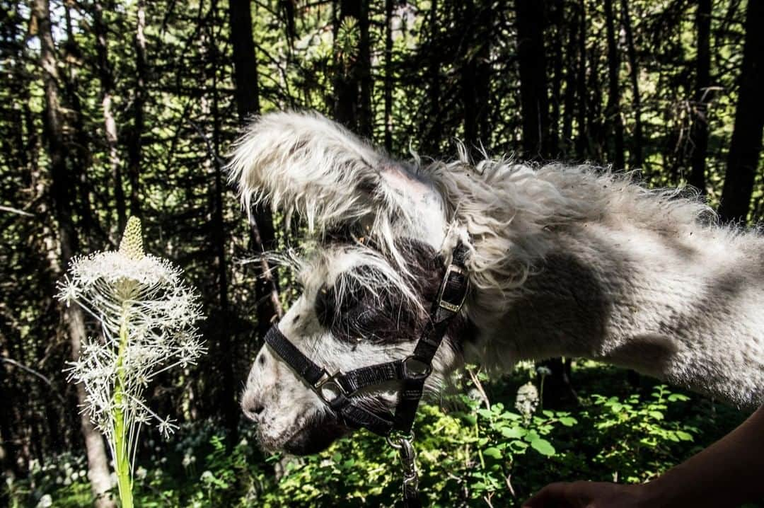 National Geographic Travelさんのインスタグラム写真 - (National Geographic TravelInstagram)「Photo by @amivitale | A curious llama inspects wild bear-grass in Swan Lake, Montana. Indigenous to the Andes, Llamas in this outfitter were brought to Montana in 1979 to help move timber cruising equipment. Seeing what great trail companions and sure-footed mountaineers they were, the group began to offer commercially guided pack trips in 1981 to Glacier National Park and the surrounding areas. With their padded foot, cleanliness, calm nature and ability to browse on a variety of vegetation, llamas have no more impact in the high country than a deer. Follow me, @amivitale, for more photos of fascinating creatures and stunning locales. #montana #llamas #trekking」7月15日 1時00分 - natgeotravel