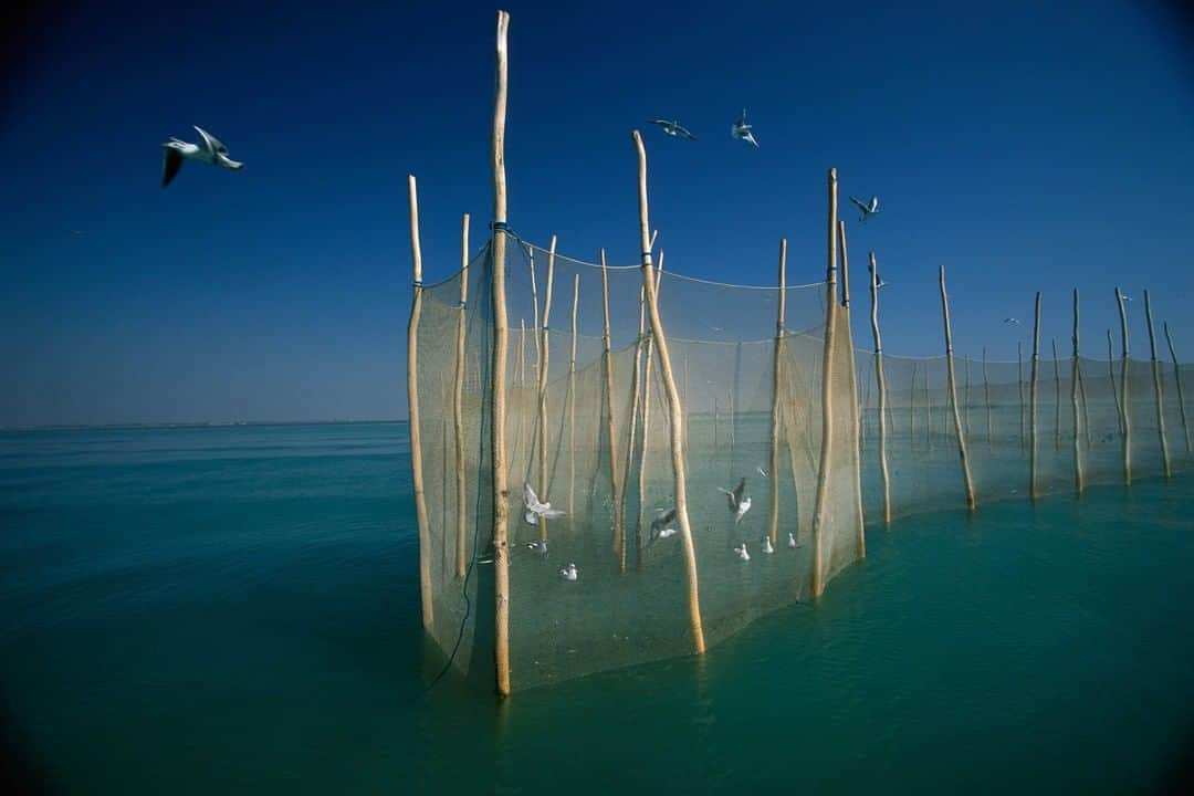 Michael Yamashitaさんのインスタグラム写真 - (Michael YamashitaInstagram)「Traditional fishing nets in the Strait of Hormuz, off Bandar Abbas. These types of nets have been in use for hundreds of years. Marco Polo passed nets like these during his travels around Iran.  #StraitofHormuz #Iran #BandarAbbas #fishingnet #PersianGulf」7月15日 1時01分 - yamashitaphoto