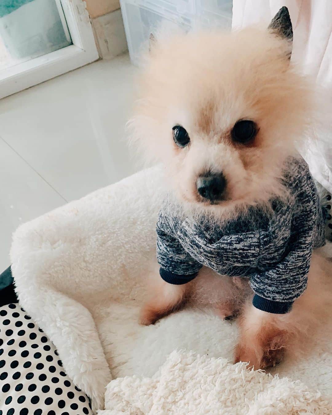 のインスタグラム：「After eyes’s gunk cleaning, feeling so sleepy again 🐰☁️〰️」