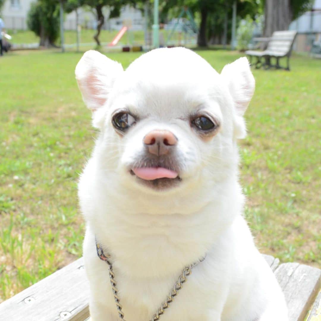 KORIKIのインスタグラム：「#😝 久しぶりのお散歩 #dogofsapporo #dog, #dogs, #dogstagram,#chihuahua,#犬バカ部,#チワワ,#koriki, #hanadog #白スムチ連合会, #スムチー,  #dogofthedayjp, #dogoftheday  #ilovemydog #instadog #instapet #WhiteChihuahua  #吉娃娃 #치와와  #dogsofinstagram #Chihuahualover  #チワワの輪 #barkbox #WhiteChihuahuaParty #もふもふモフモフ」