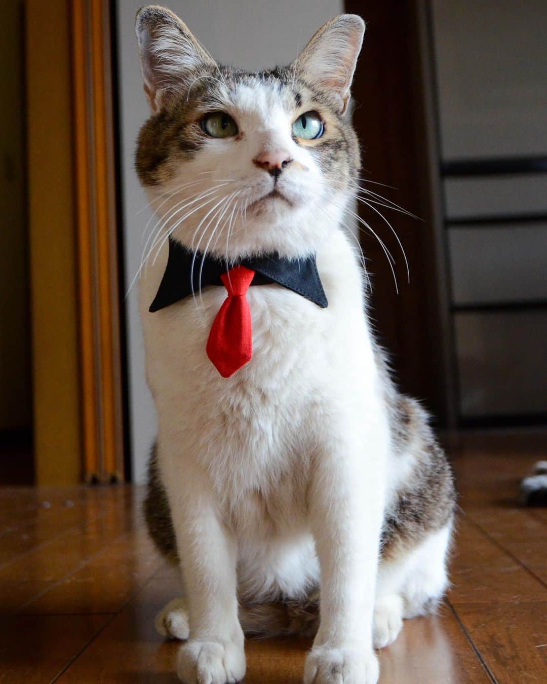 やふさんのインスタグラム写真 - (やふInstagram)「ぼくもカッコいい写真あるんです！→凄んでみた→白目w . #cat #neko #catlovers #catsofinstagram #catstagram #instacat #猫 #ねこ #ネコ #保護猫 #京太」7月15日 10時43分 - kyafy