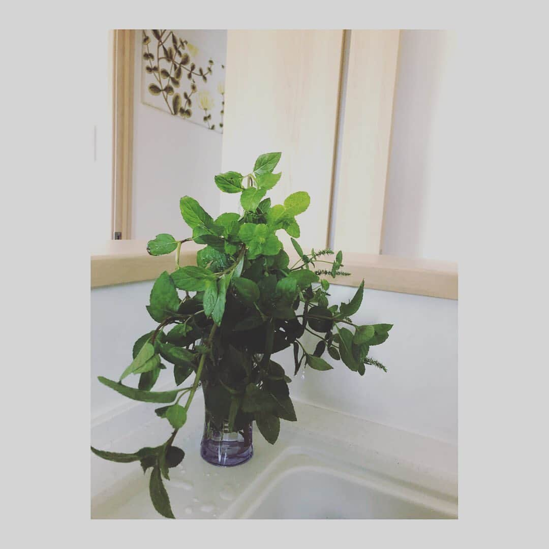 小野真弓さんのインスタグラム写真 - (小野真弓Instagram)「伸び過ぎたミントを剪定しミントティーに🌱☕︎スースーさわやか〜*･゜ﾟ･*:.｡..｡.:*･'(*ﾟ▽ﾟ*)'･*:.｡. .｡.:*･゜ﾟ･*✨ #家庭菜園#初心者#アップルミント#ペパーミント#使い切れず飾る#キッチン#ミントティー#モヒート#植物好き#動物好き#小野真弓」7月15日 10時45分 - hanaharuaroi