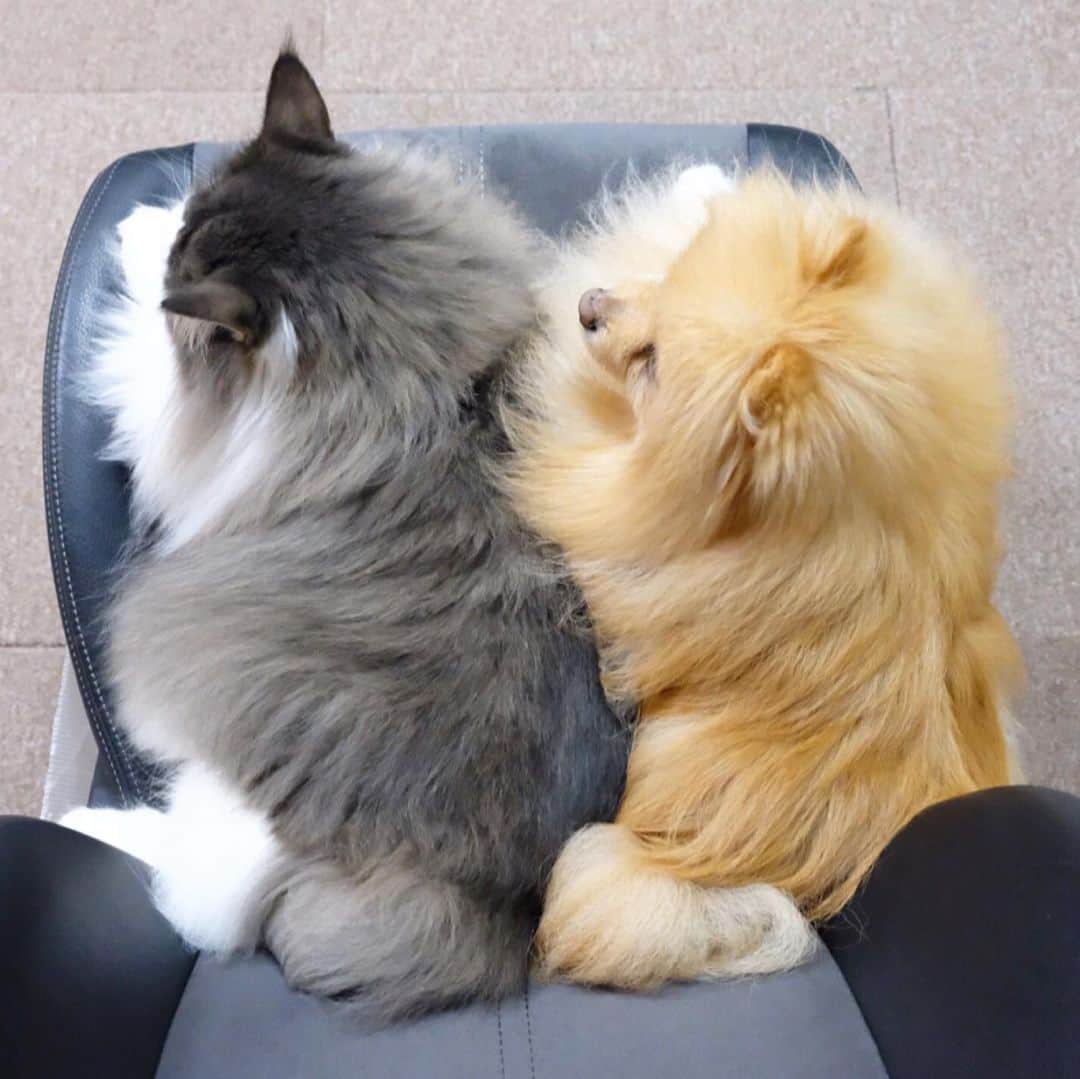 Hanaさんのインスタグラム写真 - (HanaInstagram)「ブログ更新しました♪ プロフィールから飛べます🚀 http://kedamakyoudai.blog.jp/ * ピタッと😺🐶💕 * ギュウギュウきょうだい * #癒しスポット * * #NorwegianForestCat#Pomeranian#japan#catlover#doglover#dogs#cat#Kawaii#fluffy#pom#fluffydog#catsofinstagram#dogsofinstagram#fluffycat#ノルウェージャンフォレストキャット#ポメラニアン#pecoいぬ部#ペコねこ部#犬と猫のいる暮らし#かわいい#cute#cutecat#cutedog#funny#funnydog#funnycat#いぬのきもち#ねこのきもち#犬と猫どっちも飼ってると毎日たのしい」7月15日 10時54分 - mofu2family