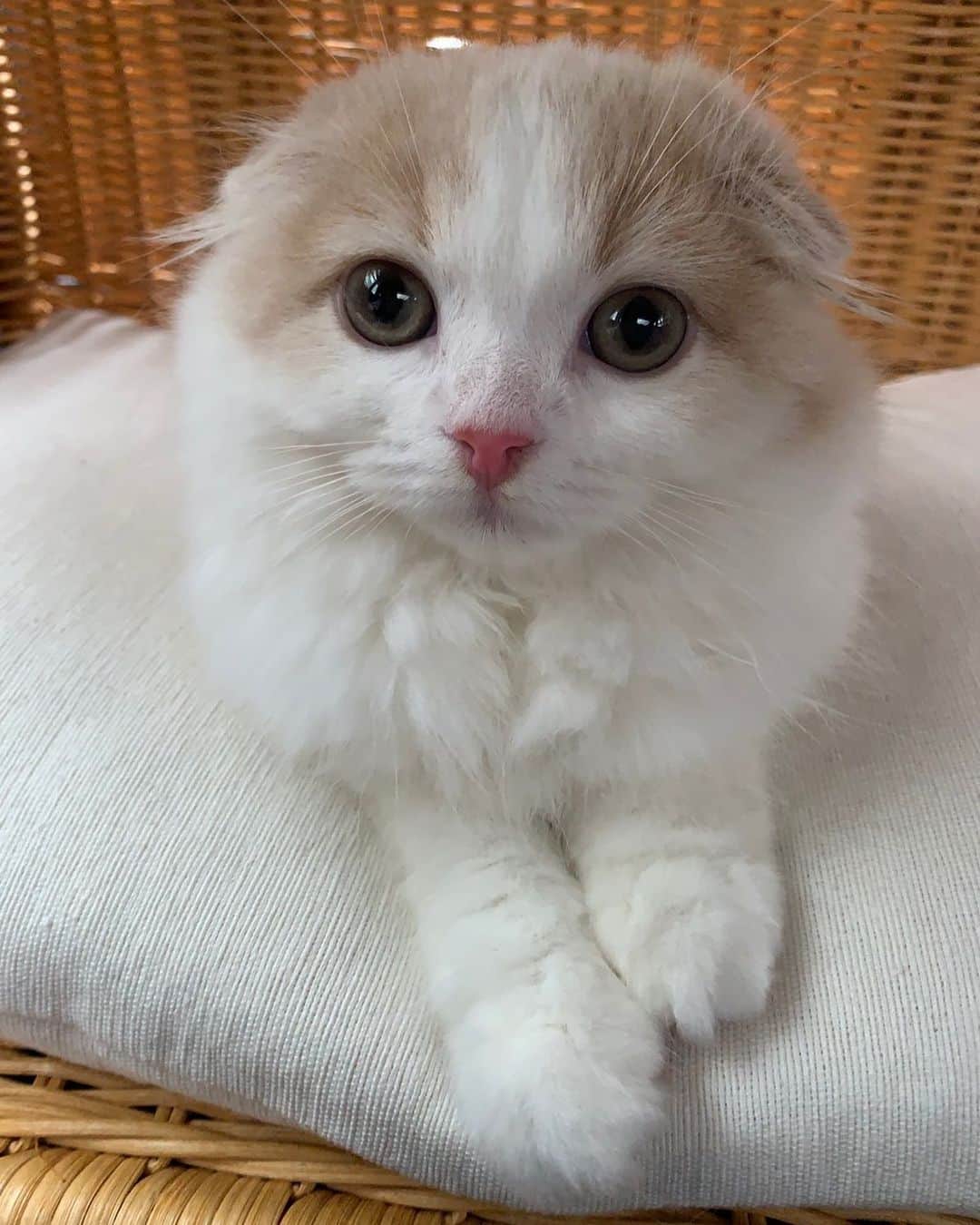近野莉菜のインスタグラム：「ご報告なのですが、芸能界を引退して、今年からSNIDELというアパレルブランドのPRになりました♡ 一緒に働いてる猫プレスのマシュマロちゃんです😽💕可愛いすぎる❤️ マシュマロちゃんもインスタやっているので、フォローしてね🐈 @snidel_official @snidel_official_snap @marshmallow_presscat  #スナイデル #SNIDEL」
