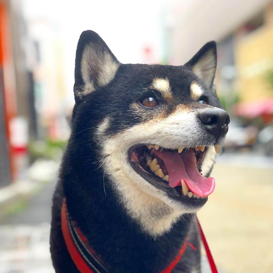 小川博永さんのインスタグラム写真 - (小川博永Instagram)「はよ梅雨明けろ。  #今朝まる #ししまる #dog #dogs #柴犬 #黒柴」7月15日 11時50分 - ogawahironaga