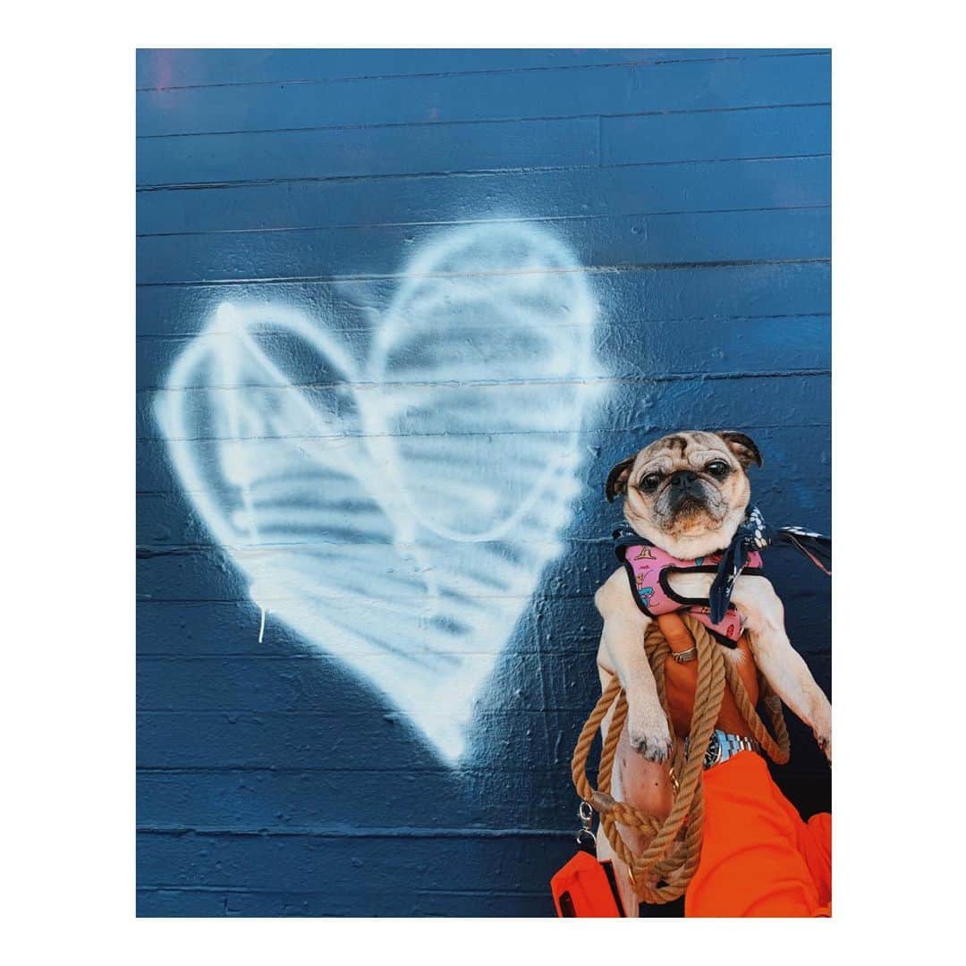 Melissa Santiagoのインスタグラム：「💙 pig . . . . . #DailyPug #LeicaHarrietPancakes  #Pug #pugsofinstagram #WeeklyFluff #pug_feature」