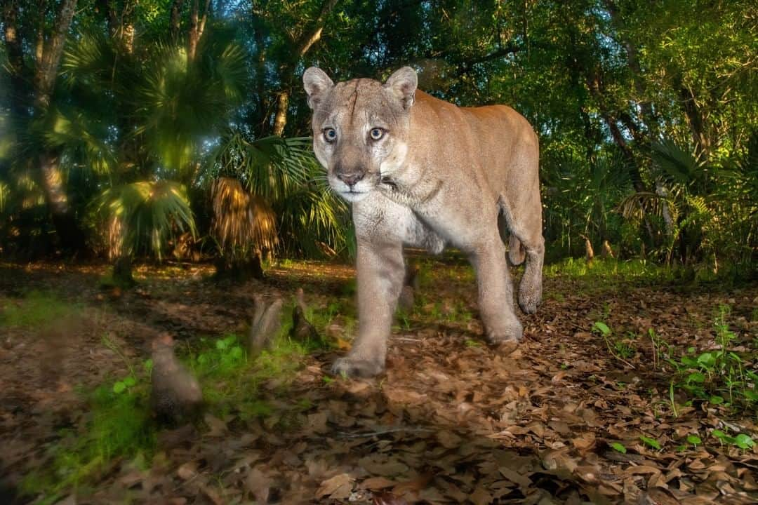 ナショナルジオグラフィックさんのインスタグラム写真 - (ナショナルジオグラフィックInstagram)「Photo by Carlton Ward Jr. @carltonward | A Florida panther patrols his territory in the cypress swamps and pine woods of southwest Florida. He walks through this camera trap at Babcock Ranch about once a month, facing the camera only half the time and mostly at night. Once or twice a year I get to see him like this, with some daylight adding depth to the scene (those are water drops on the lens port). I’ve known this panther, through my camera traps, for nearly three years. I’ve seen him heal from battle scars, recover from a limp, and persistently court the first female panther documented north of the Caloosahatchee River since 1973. I also have seen kittens that were probably his. I’ve never seen a panther in this part of Florida with my own eyes. Only through tracks and photos do I get a glimpse into its secretive life. Knowing this dominant male panther is patrolling and defending his territory gives me hope that we can use his story to defend the larger territory of his species from the expanded roads and development that currently target Florida’s last wild places. Rancher Cary Lightsey told me: “The panther is going to have to help us save Florida.” I believe his words; the panther can help inspire a movement to achieve balance for wild Florida and ourselves. I’m going to keep photographing and filming panthers—and the land they represent. And we’re going to use the story to promote new conservation policies that empower landowners seeking alternatives to development. Please stay connected with me in the coming months and check out the links in my bio. #FloridaWildlifeCorridor #pathofthepanther #floridawild #KeepFLWild #panther @fl_wildcorridor @insidenatgeo」7月15日 3時35分 - natgeo