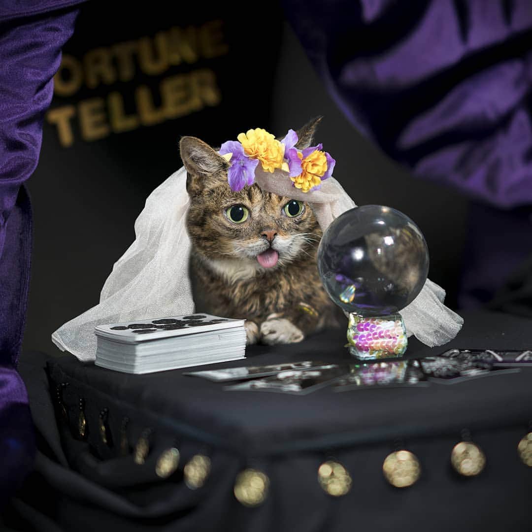 Lil BUBさんのインスタグラム写真 - (Lil BUBInstagram)「Finally, you can get your fortune told by BUB at the Silicat Calley Cat Convention in San Jose on Saturday, July 27th. You can come right up to her and ask her anything! 100% of the tickets sold benefit Lil BUBs Big FUND for special needs pets. Get your ticket before it sells out at the link in her bio or at www.lilbub.com/appearances #lilbub #goodjobbub」7月15日 3時59分 - iamlilbub