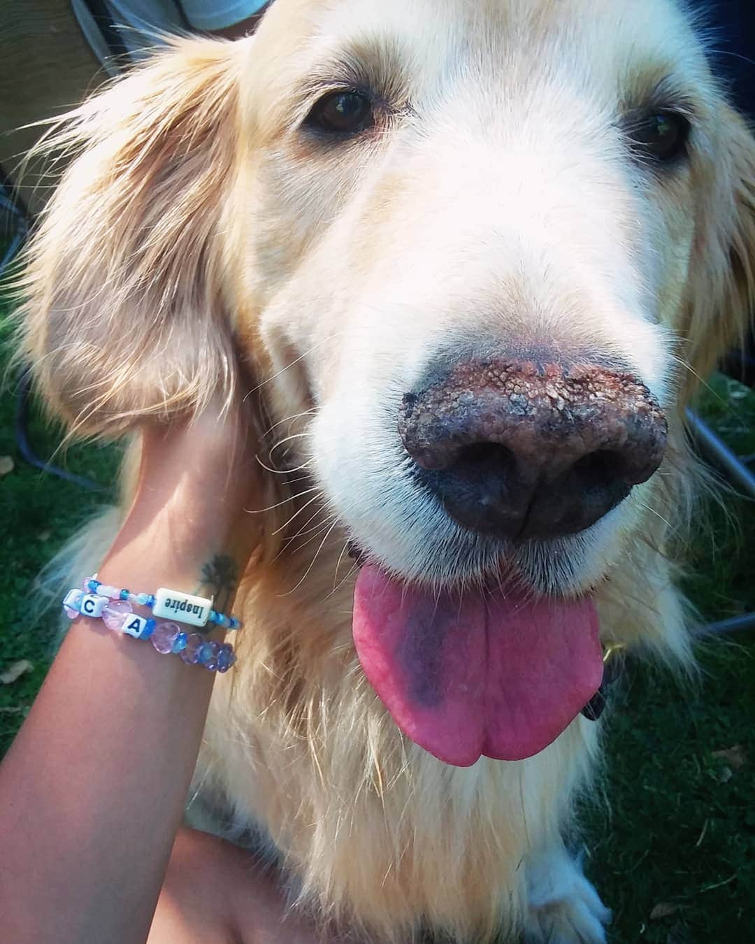 のインスタグラム：「I will sit down with your dog at the park to pet him. 🙆」