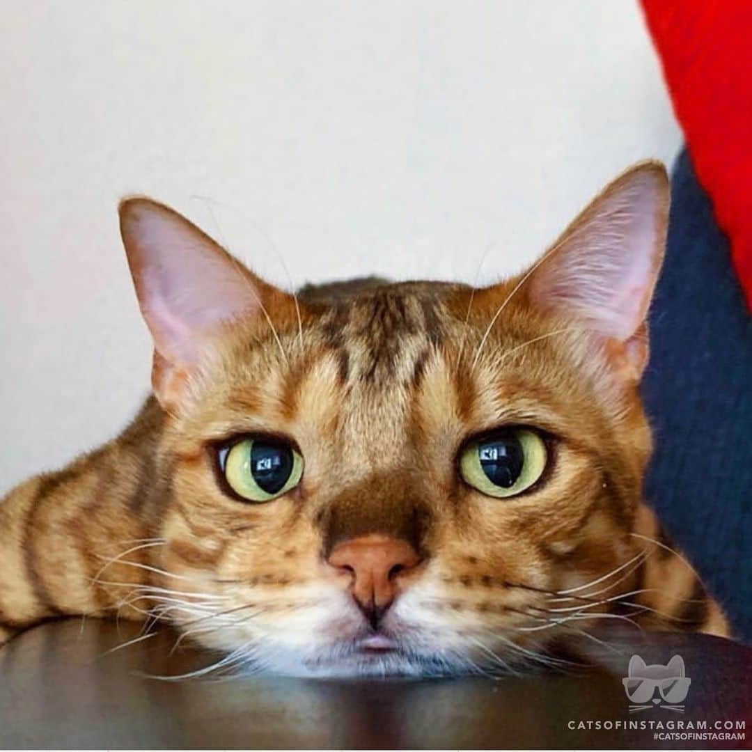 Cats of Instagramさんのインスタグラム写真 - (Cats of InstagramInstagram)「From @rody.tino.tomoko: “ふにゃり💓” #catsofinstagram」7月15日 4時59分 - cats_of_instagram